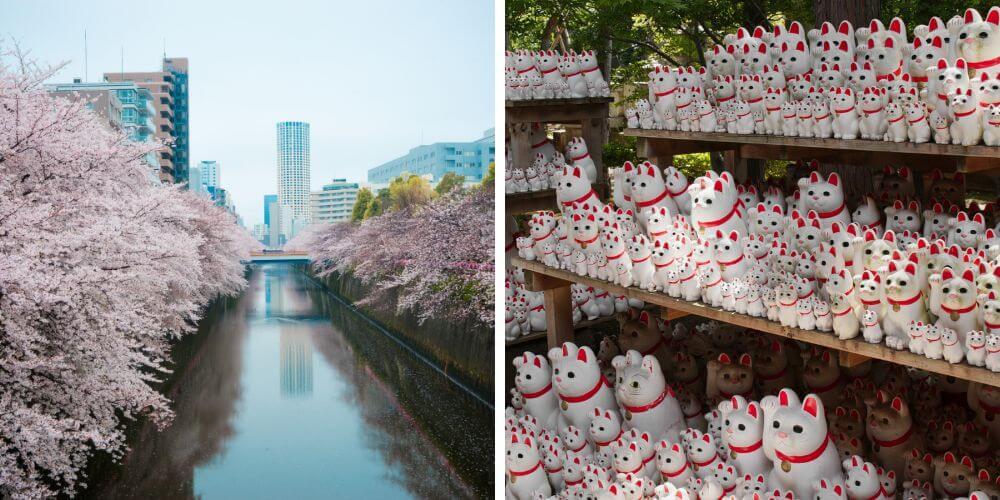 milocal japan kanto sakura tour