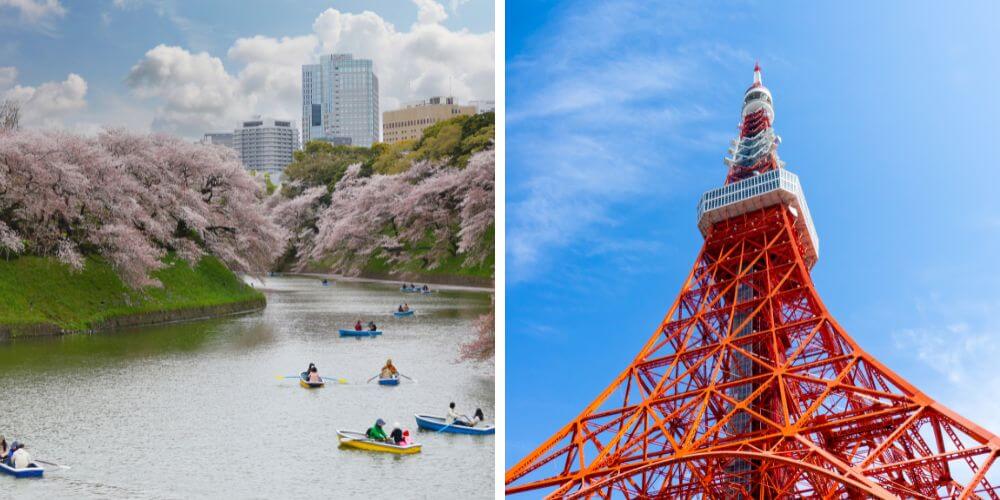 milocal japan kanto sakura tour