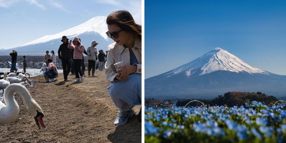 milocal japan kanto sakura tour