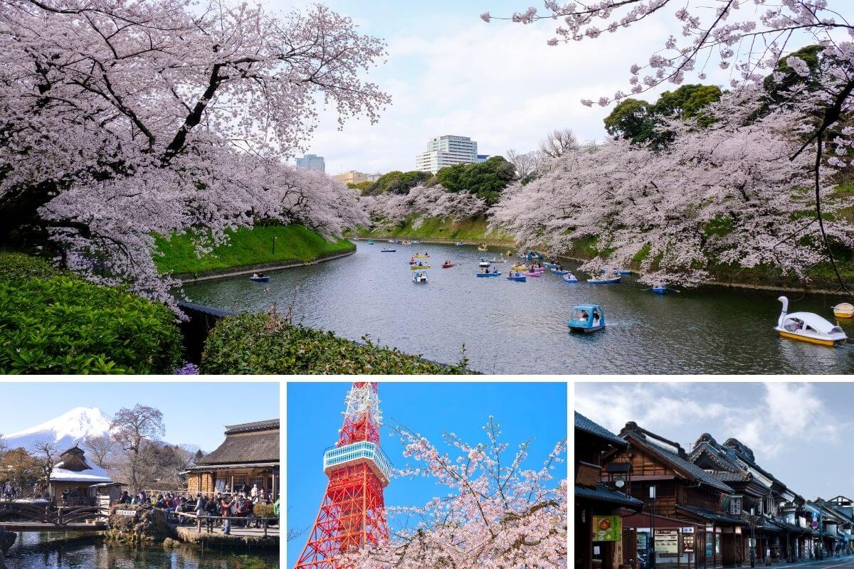 milocal japan kanto sakura tour