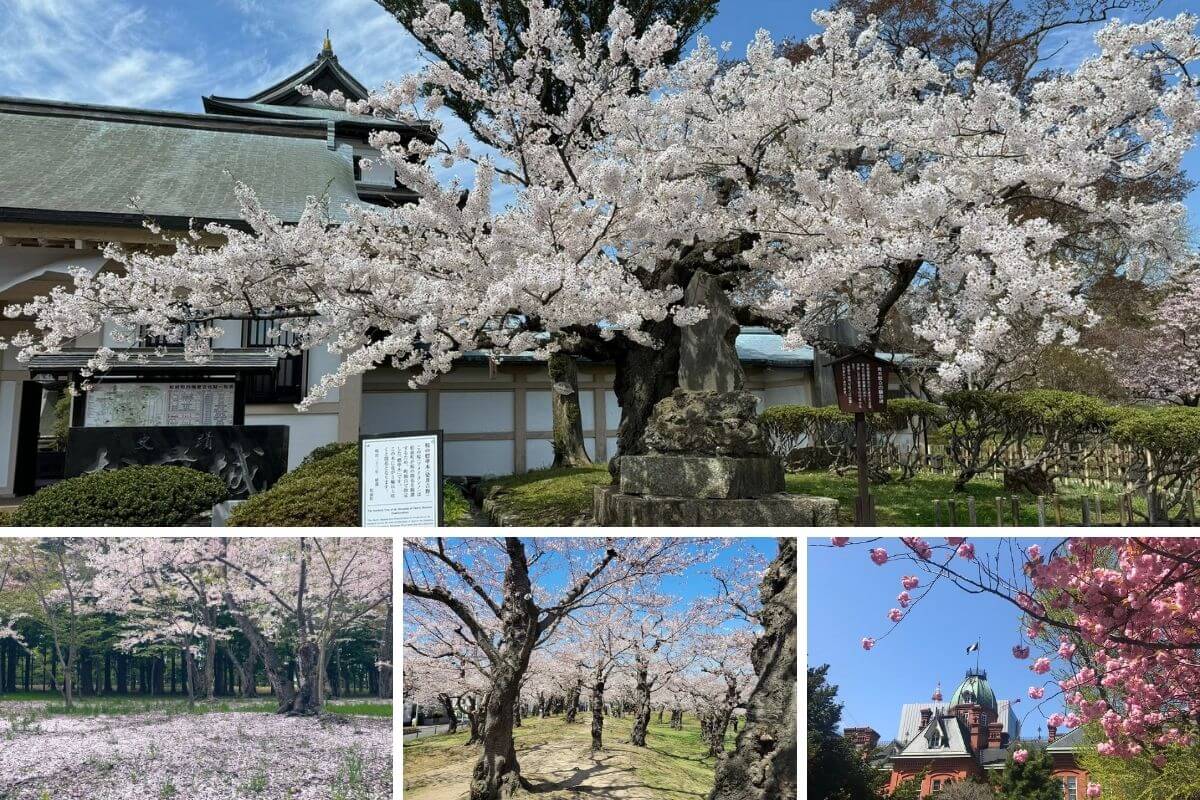 北海道賞櫻攻略(日本)— 2026 春季必訪 7 大櫻花名所