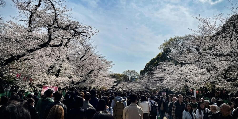 🚫 避雷指南:什麼是「四月櫻花季的瘋狂」 (April Madness)?