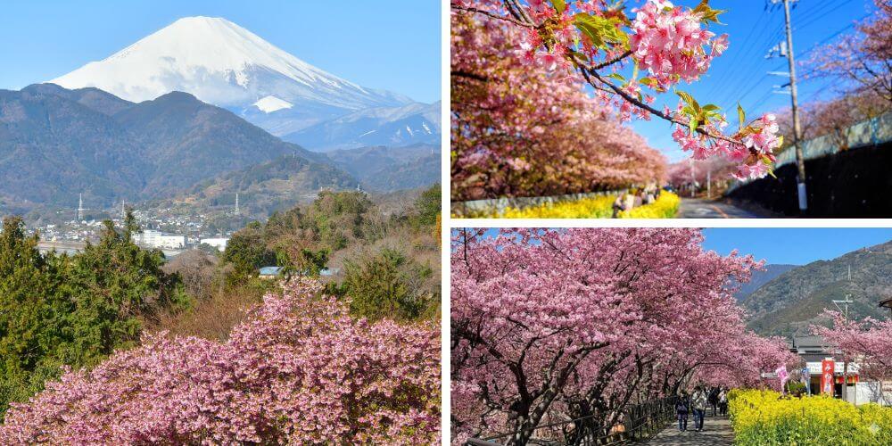 📍 2026 年必去:三大早櫻聖地