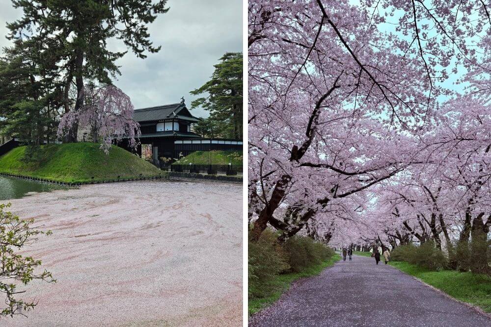 🌸 2026 晚櫻花期預測：東北與北海道