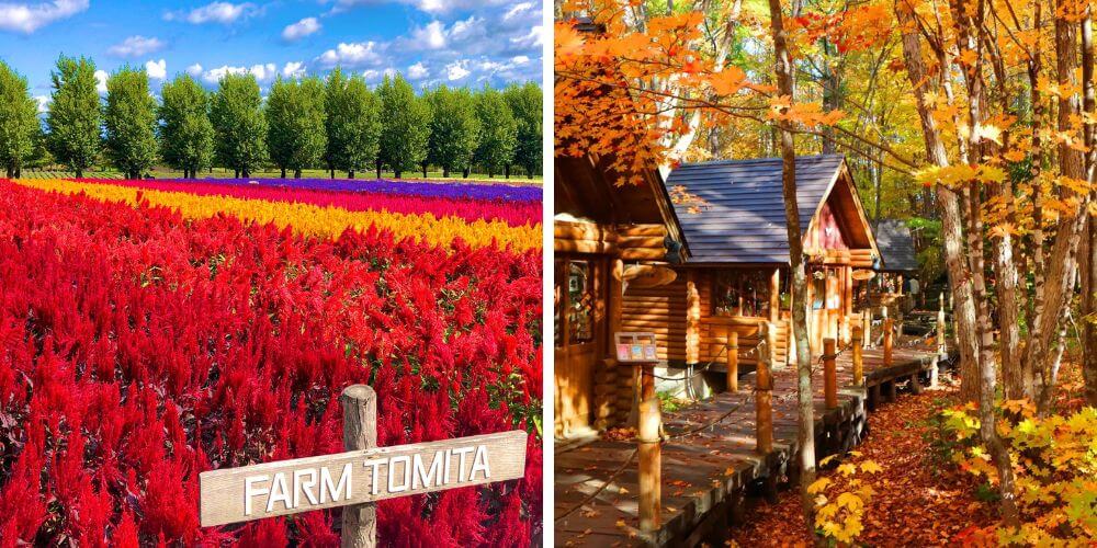 farm tomita and ningle terrace