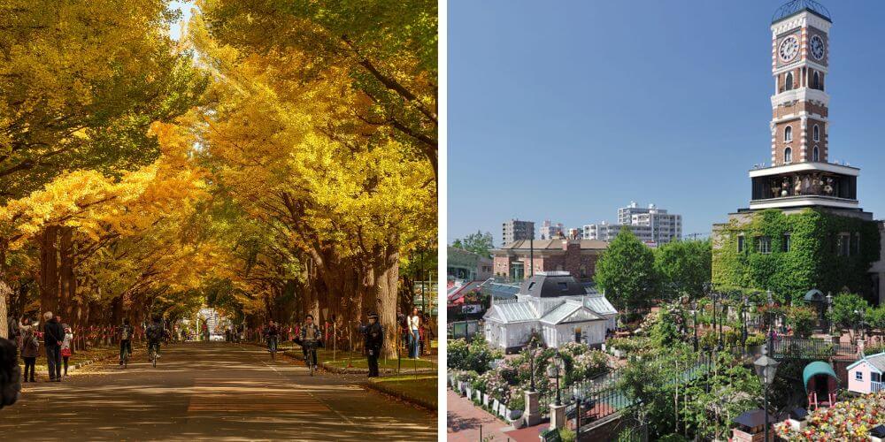 hokkaido university ginkgo avenue and shiroikoibito park