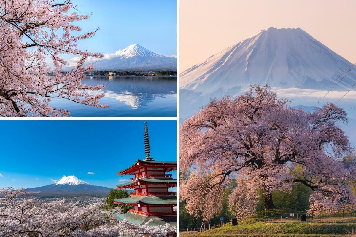 milocal japan mt fuji salura trip