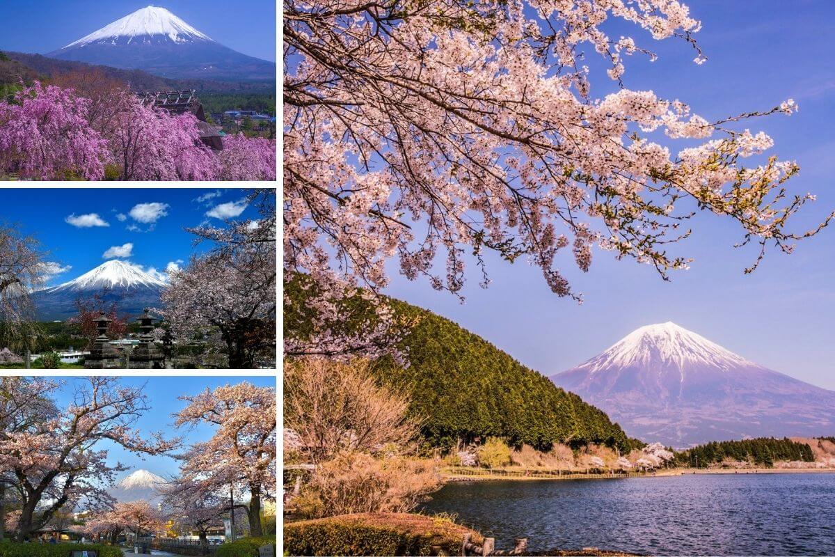 milocal japan mt fuji salura trip