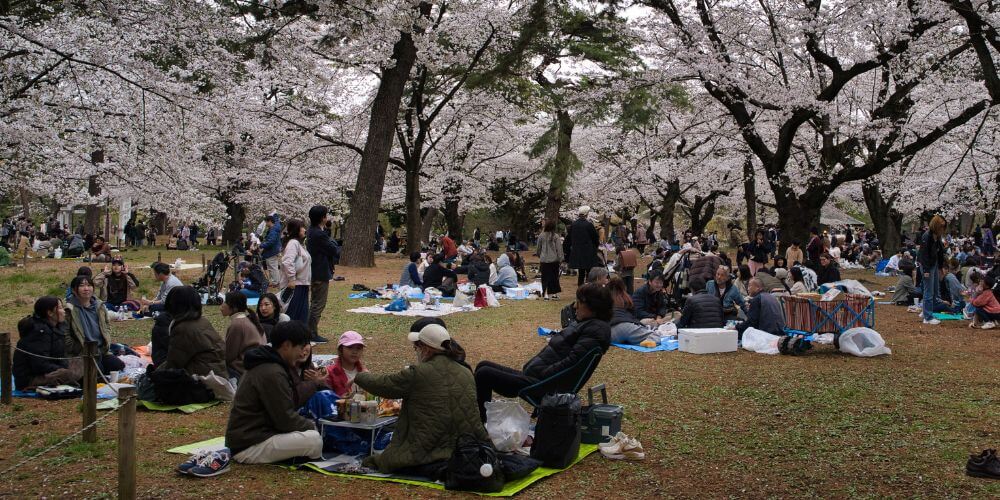 What Is Hanami? A Complete Guide to Japan’s Sakura Tradition (With Tips for First-Timers)