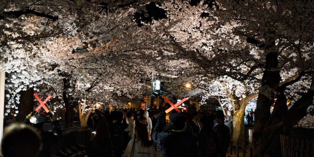 What Is Hanami? A Complete Guide to Japan’s Sakura Tradition (With Tips for First-Timers)