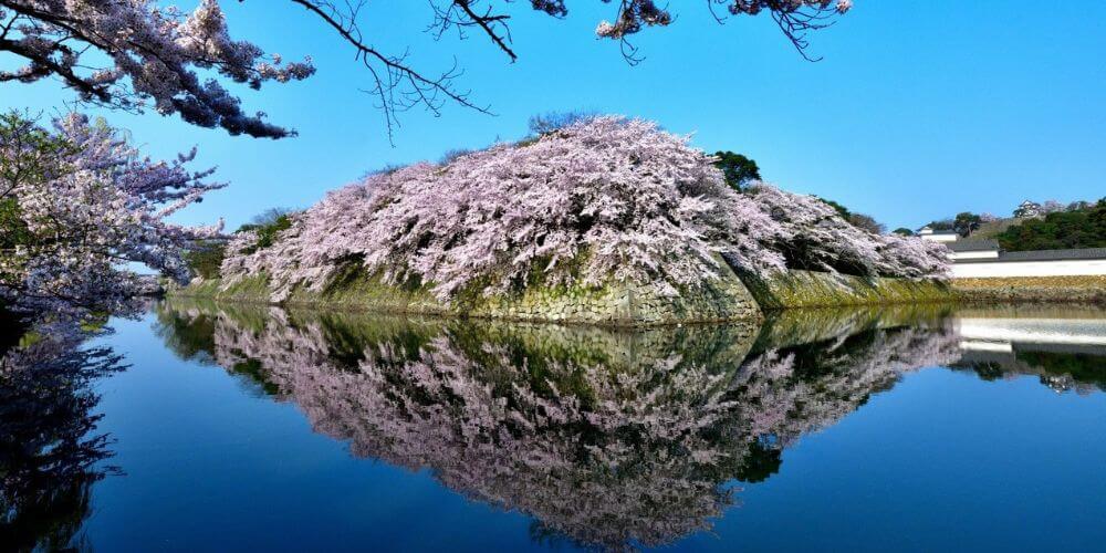 Best Cherry Blossom Castles in Kansai, Japan – Top Sakura Spots You Shouldn’t Miss in Spring 2026