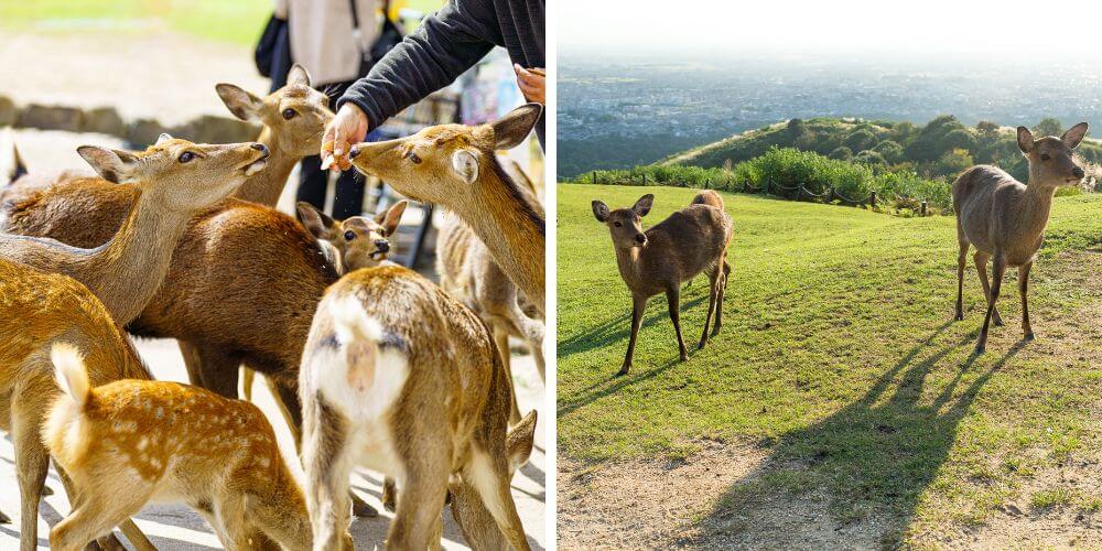 Kansai Sakura Tour 7 Days 6 Nights | Osaka, Kyoto & Nara Cherry Blossom Adventure