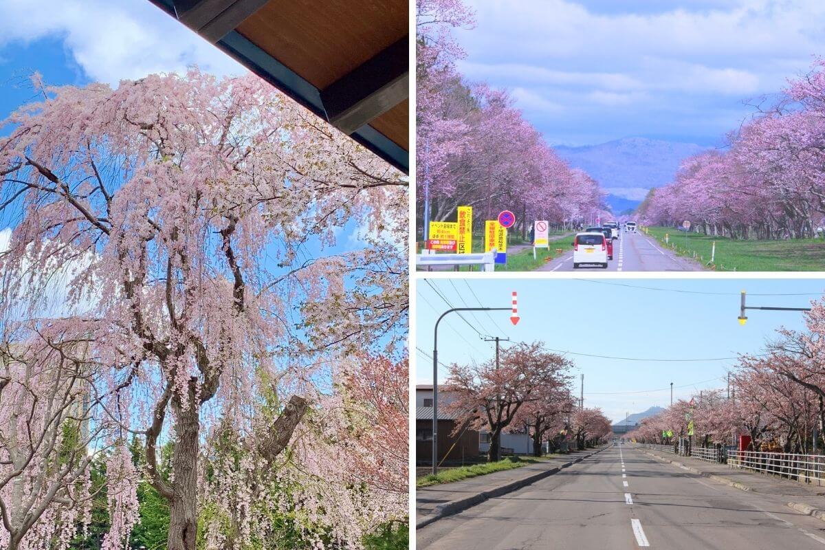 Where to See Cherry Blossoms in Hokkaido (Japan) — 7 Best Sakura Spots for Spring 2026
