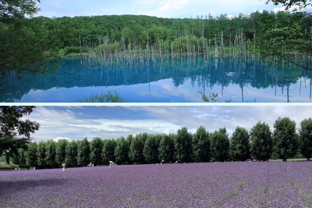 Decoding the Furano and Biei Bloom